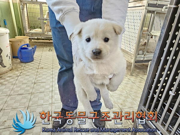 종료(안락사) 믹스…