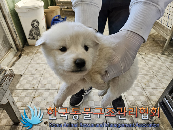 한국동물구조관리협회_441409202402000