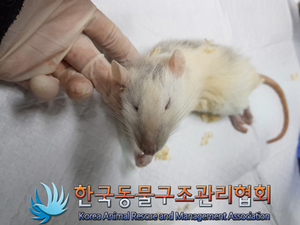한국동물구조관리협회_411312202400945