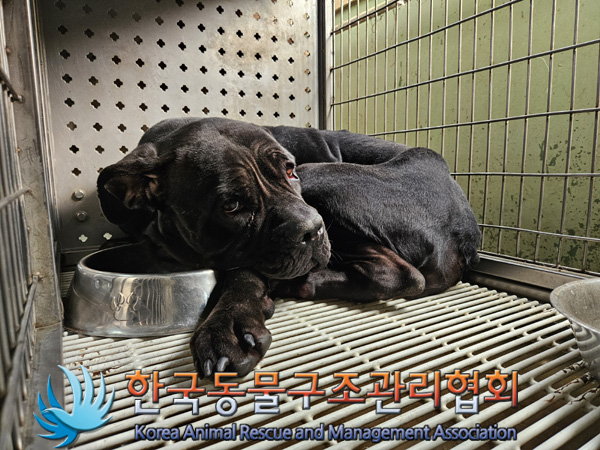 한국동물구조관리협회_441409202402006