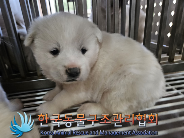 한국동물구조관리협회_441406202402211