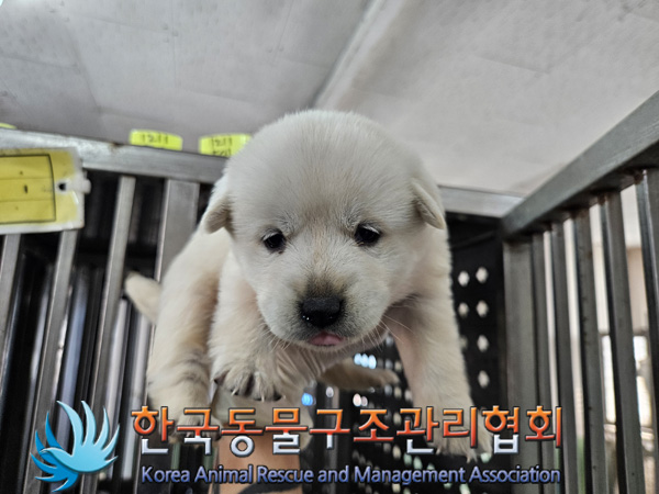 한국동물구조관리협회_441406202402205