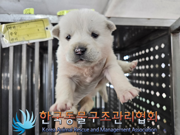 한국동물구조관리협회_441406202402207