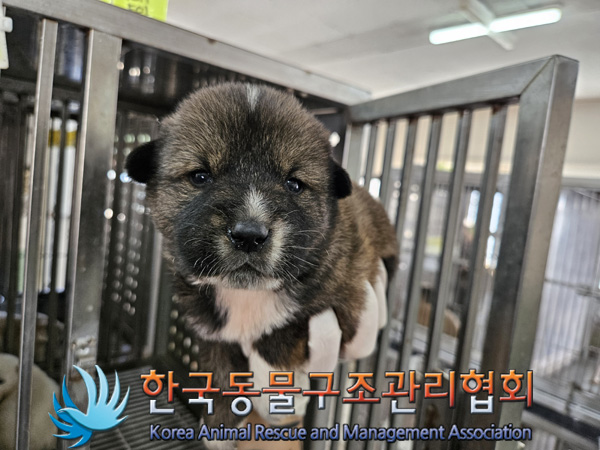 한국동물구조관리협회_441406202402208