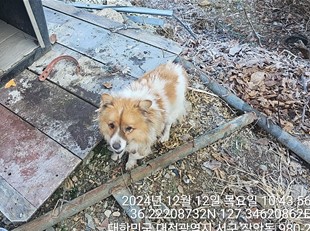 대전동물보호센터_430366202400840