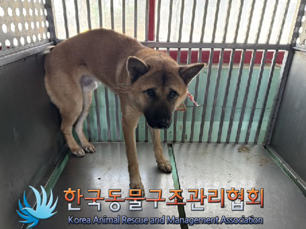 한국동물구조관리협회_441406202402213