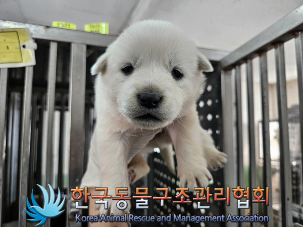 한국동물구조관리협회_441406202402206