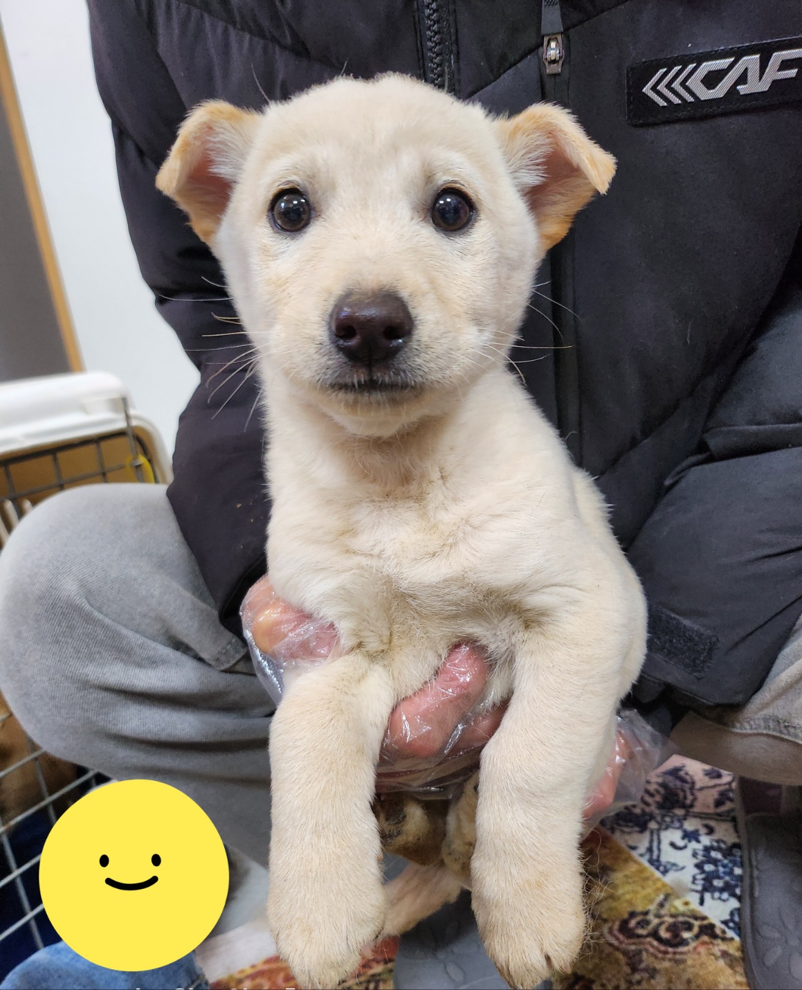 울산유기동물보호센터_431369202400746