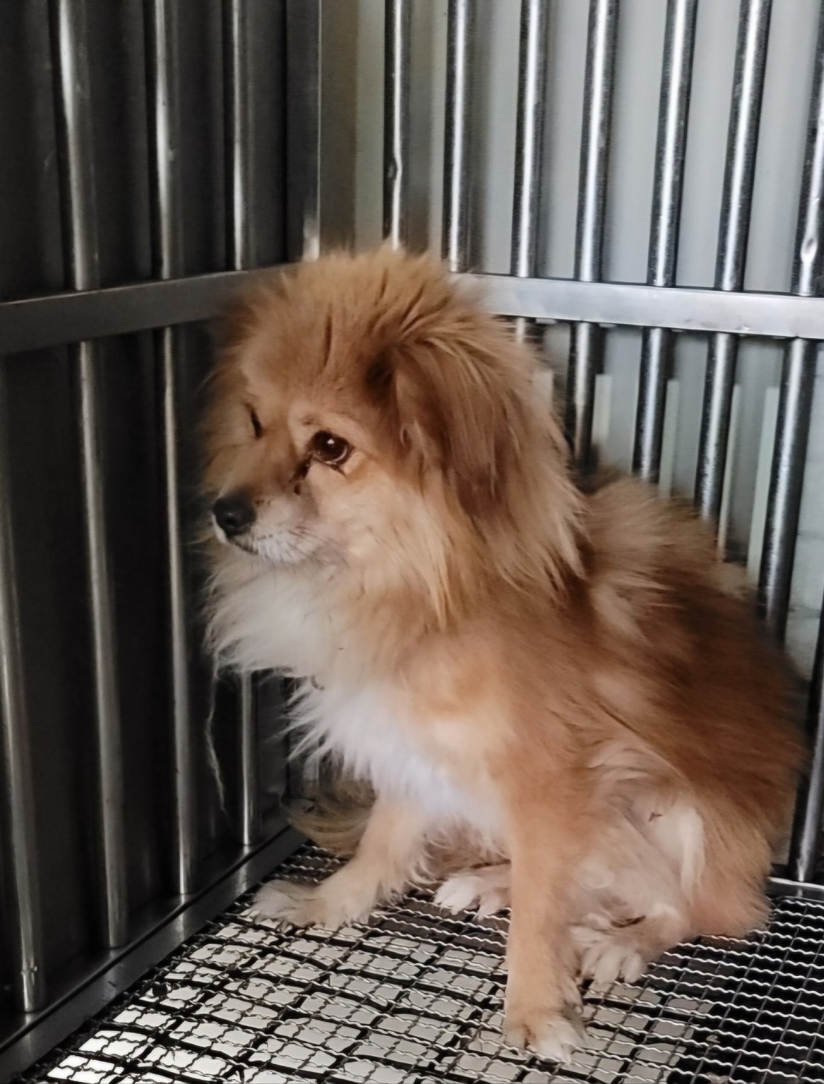 종합축산_447512202400712