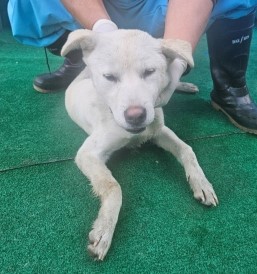 제주 동물보호센터_450650202403700