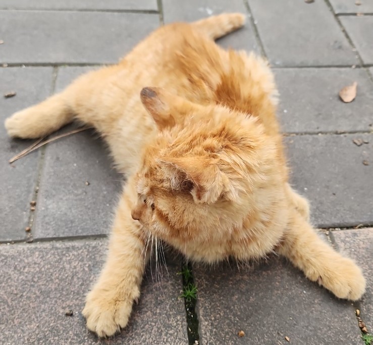 종료(자연사) 한국…