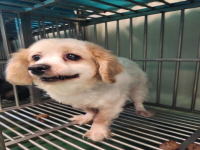 동부유기동물보호협회_426333202400721