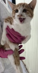 인천수의사회유기동물_428358202400397