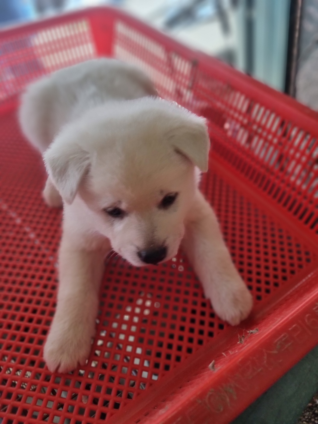 부안군 동물보호센터_445479202401289