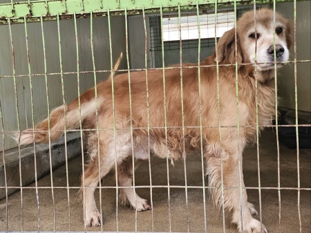 보호중 골든 리트리…