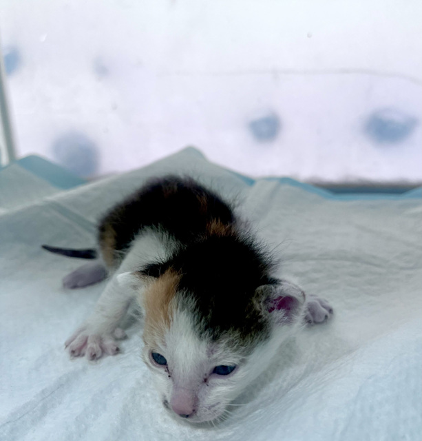 GD동물병원_411324202400750