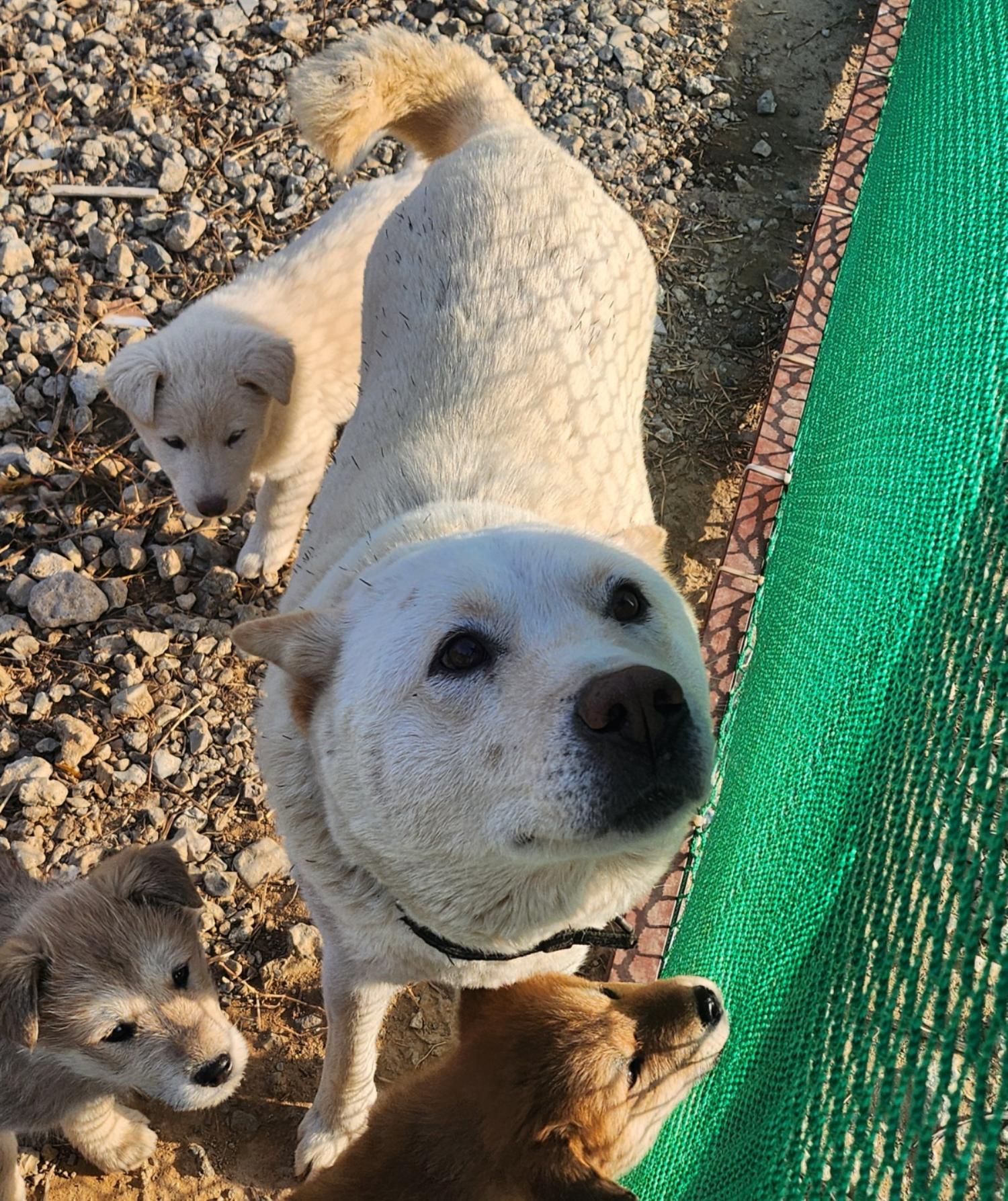 울산유기동물보호센터_431373202402064