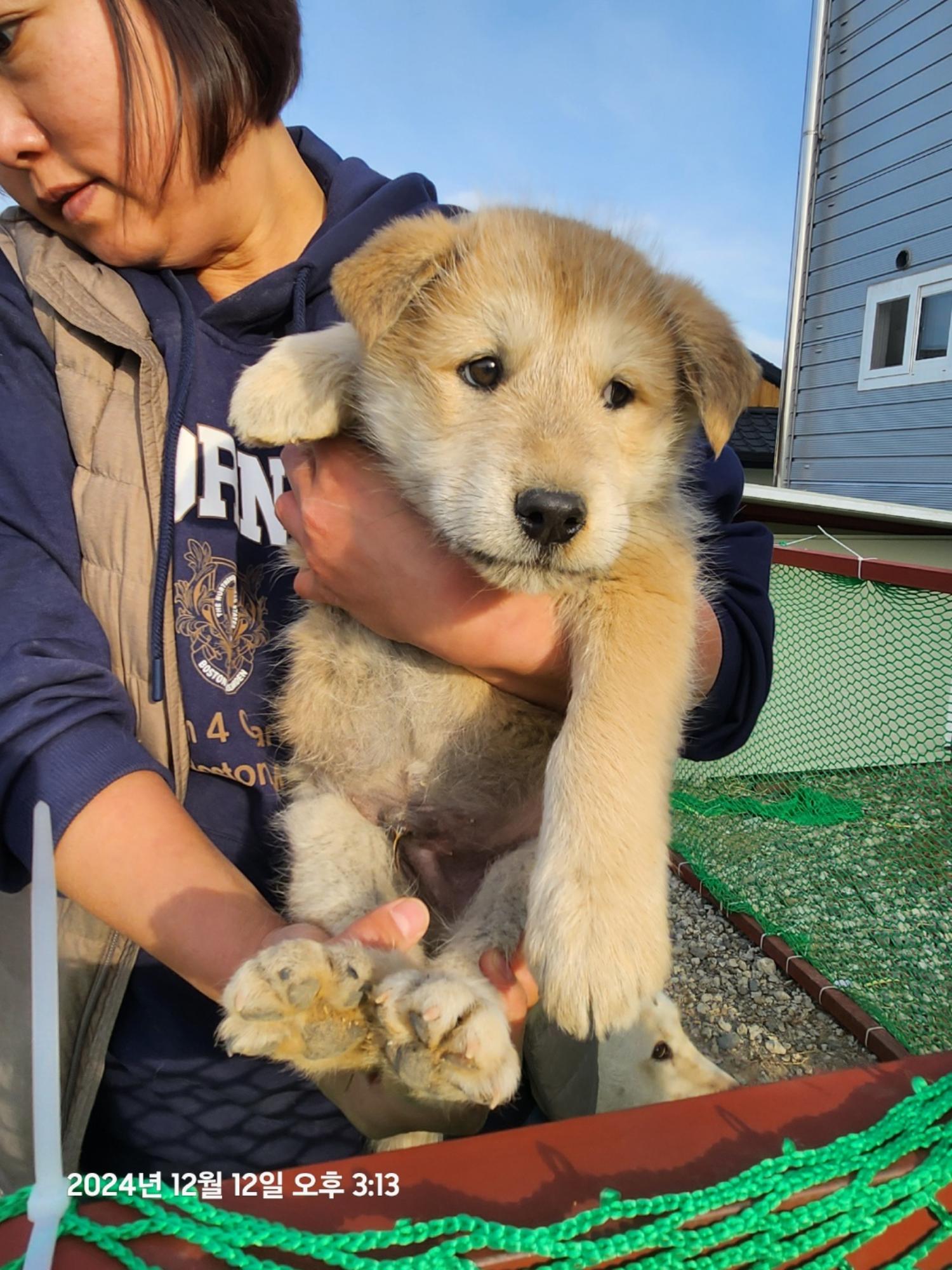 울산유기동물보호센터_431373202402069