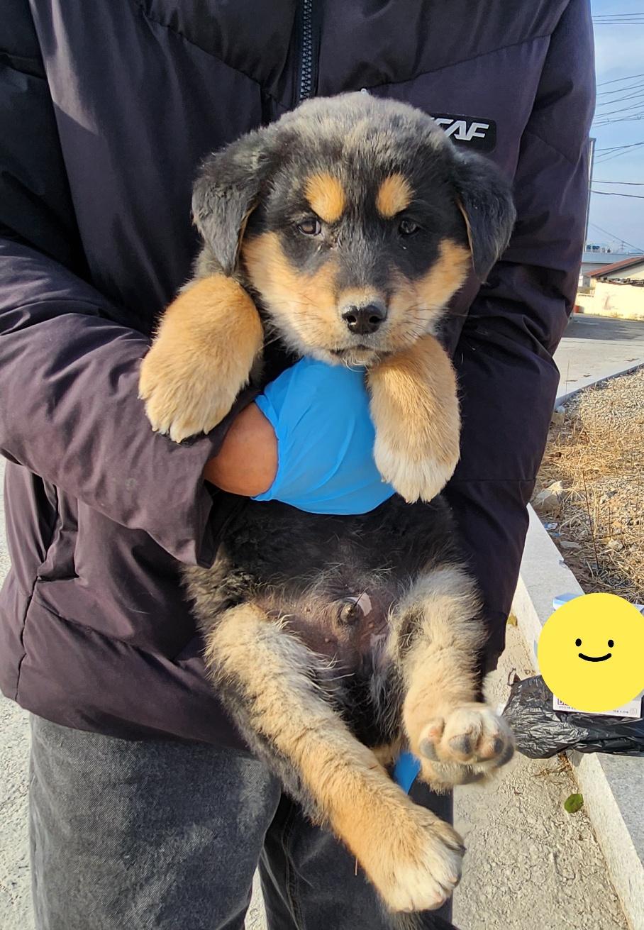울산유기동물보호센터_431373202402065