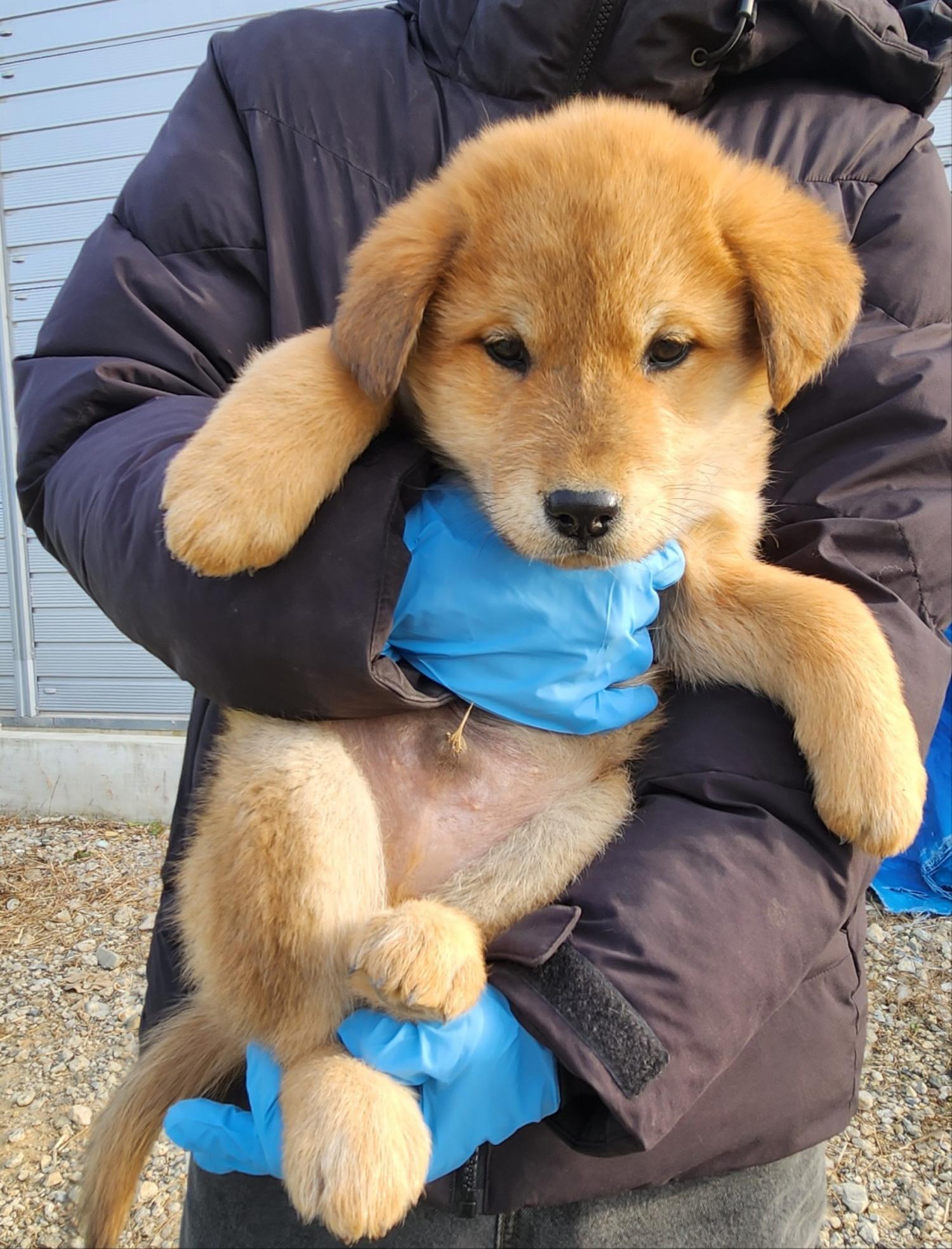 울산유기동물보호센터_431373202402071