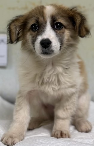 공주시 동물보호센터_444450202400696