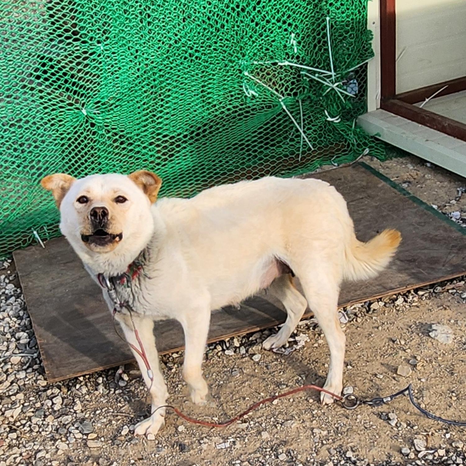 울산유기동물보호센터_431373202402070