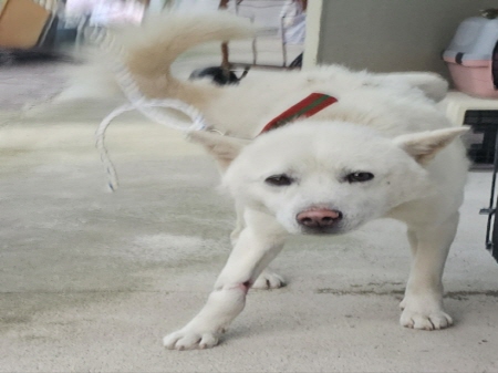 횡성유기동물보호센터_442426202400517