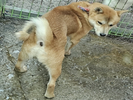 횡성유기동물보호센터_442426202400531