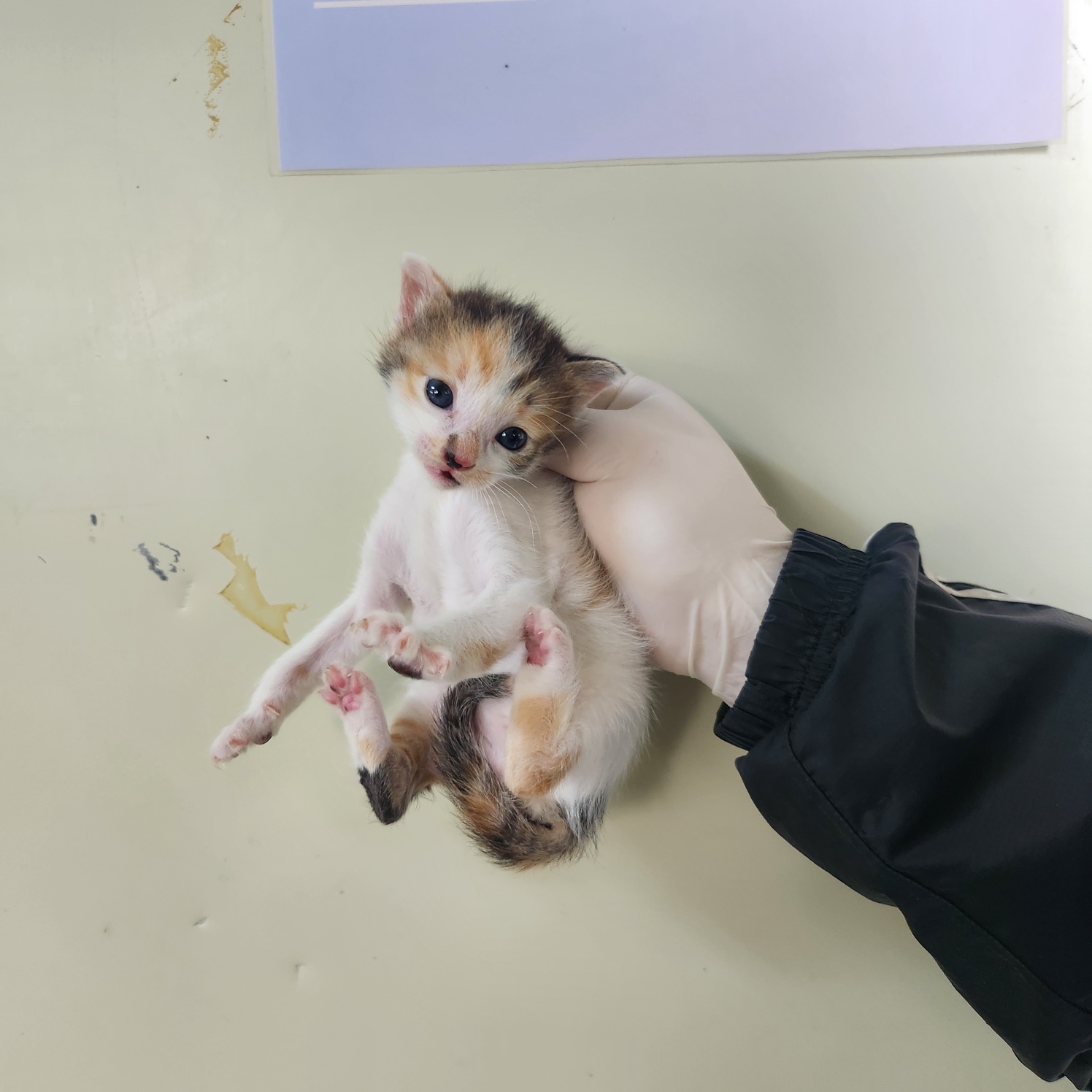 부산동물보호센터_426325202400477