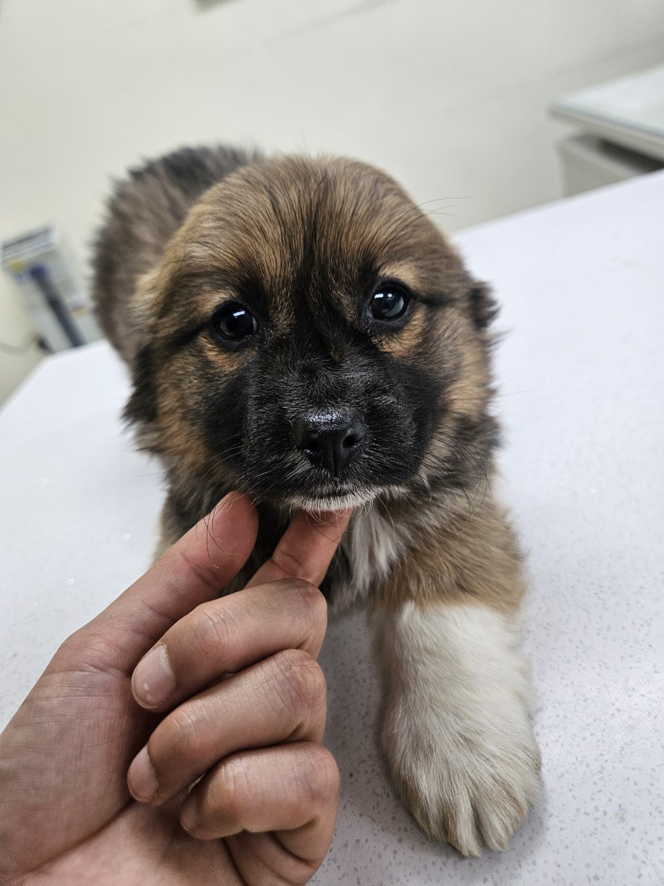 아산동물복지지원센터_444452202402451