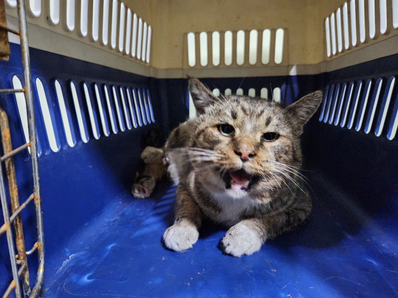 종료(자연사) 믹스…