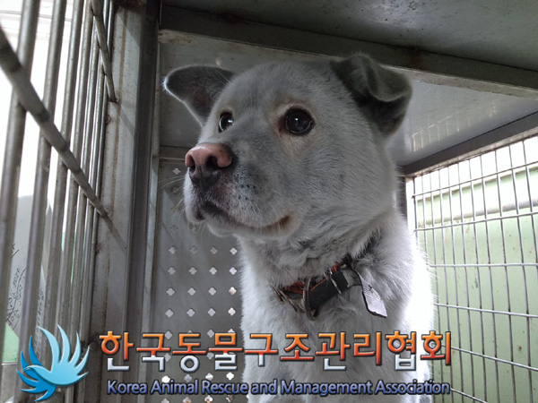 한국동물구조관리협회_441409202402010