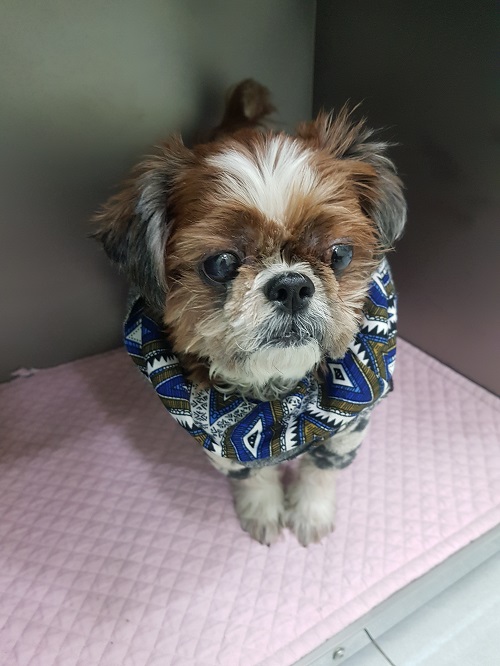 조재진동물병원_428354202401583