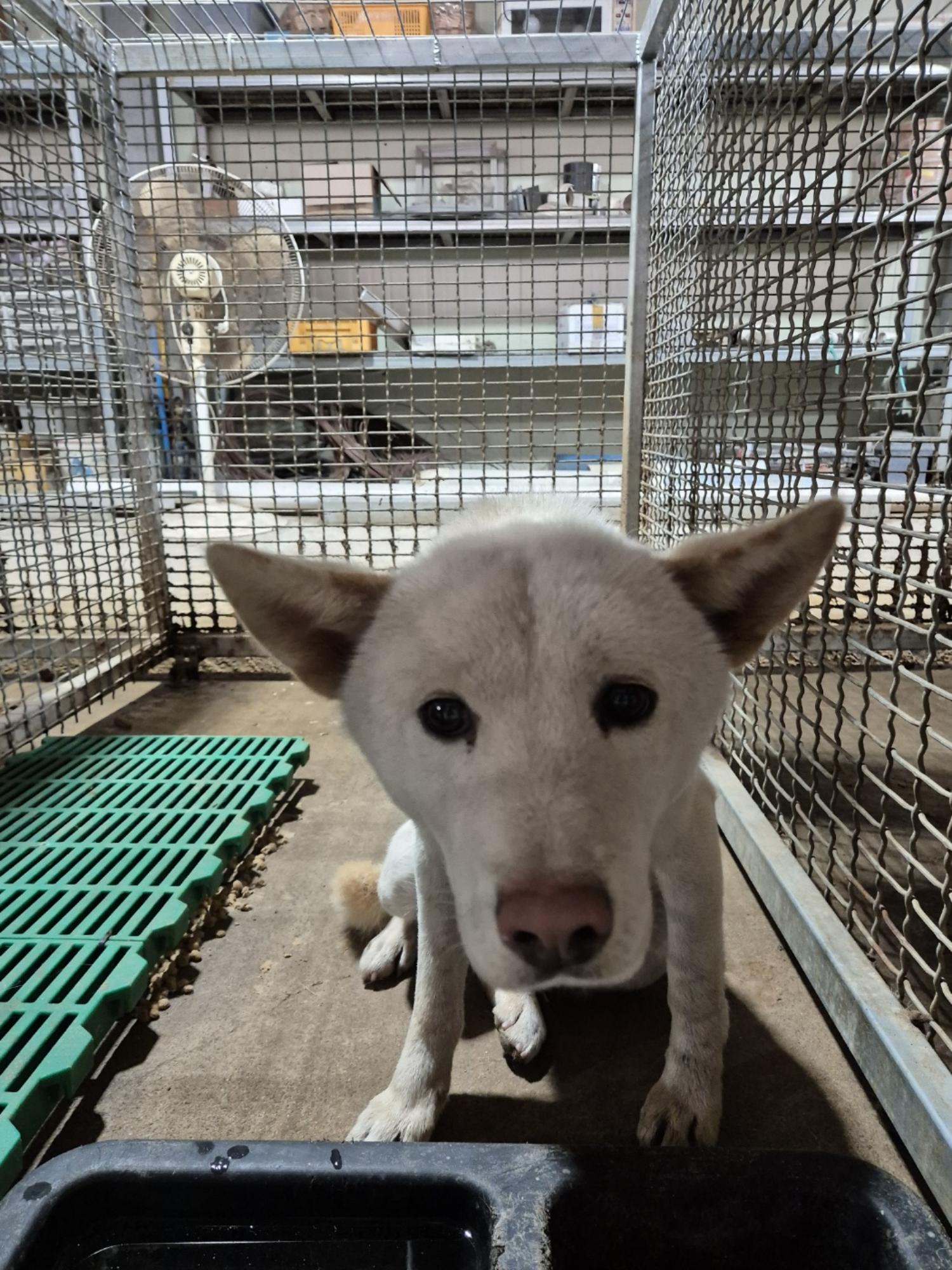 남양동물보호센터_441553202404193
