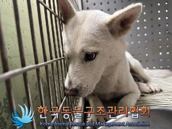 한국동물구조관리협회_441404202400635