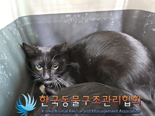 한국동물구조관리협회_411315202400694