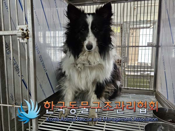 한국동물구조관리협회_441560202401446