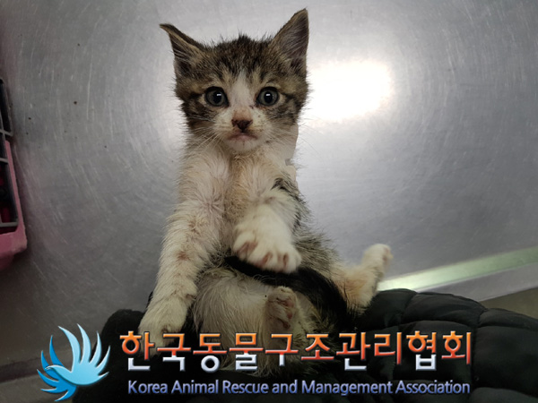한국동물구조관리협회_441406202402218