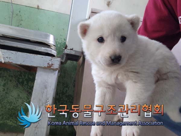 종료(입양) 믹스견…