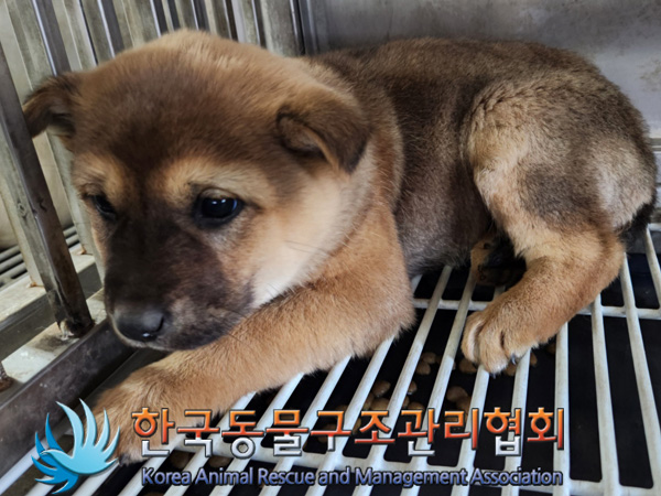 한국동물구조관리협회_441404202400630
