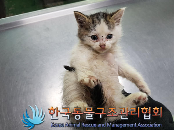 한국동물구조관리협회_441406202402216
