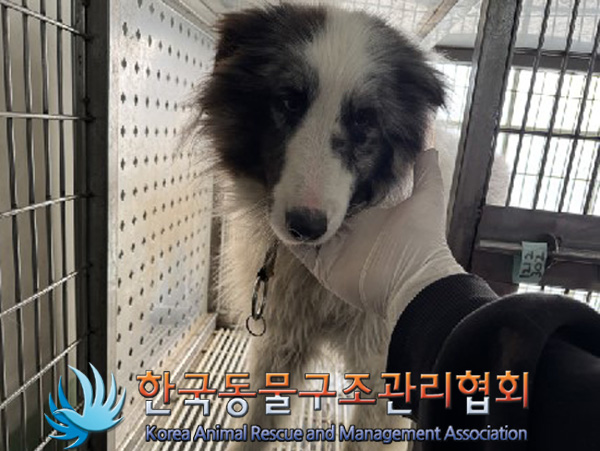 한국동물구조관리협회_441560202401447