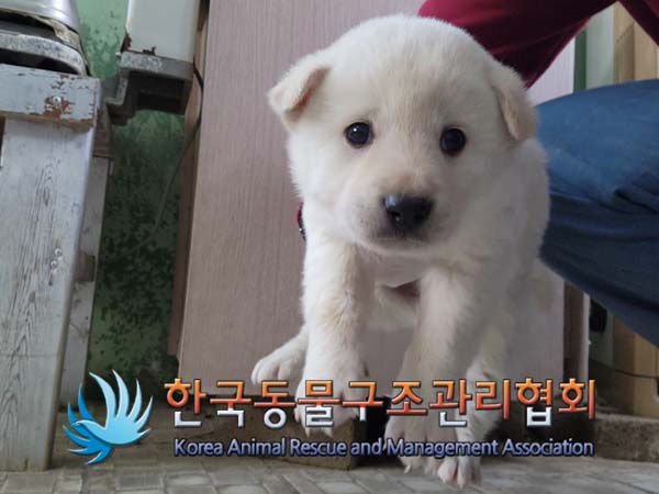한국동물구조관리협회_441404202400633