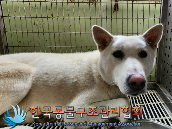 종료(입양) 믹스견…