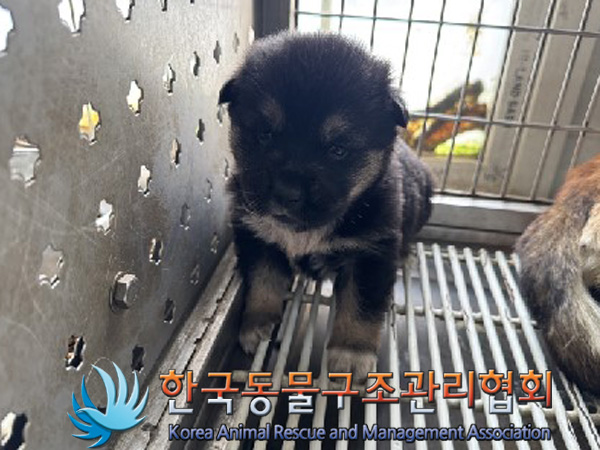 한국동물구조관리협회_441406202402214