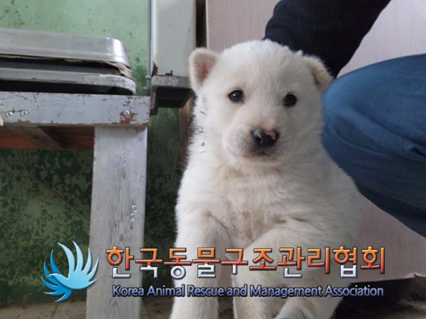 한국동물구조관리협회_441404202400628