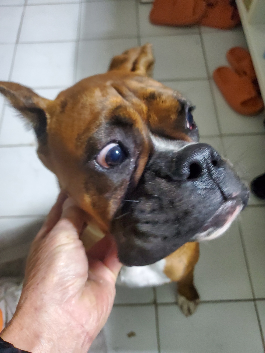 종료(반환) 복서의…