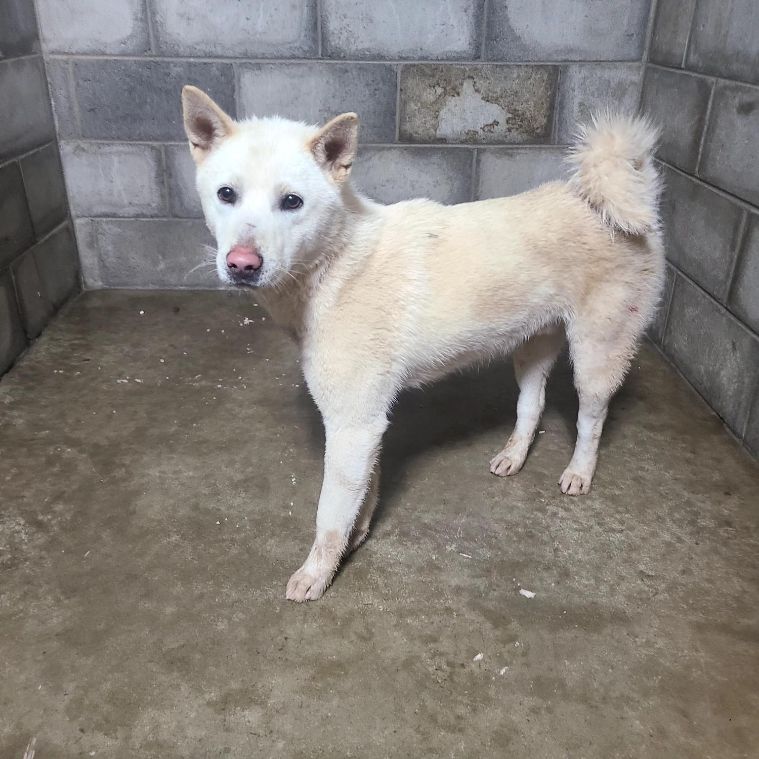 군산유기동물보호센터_445467202402501