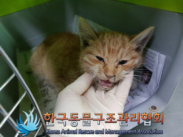 한국동물구조관리협회_411306202400868