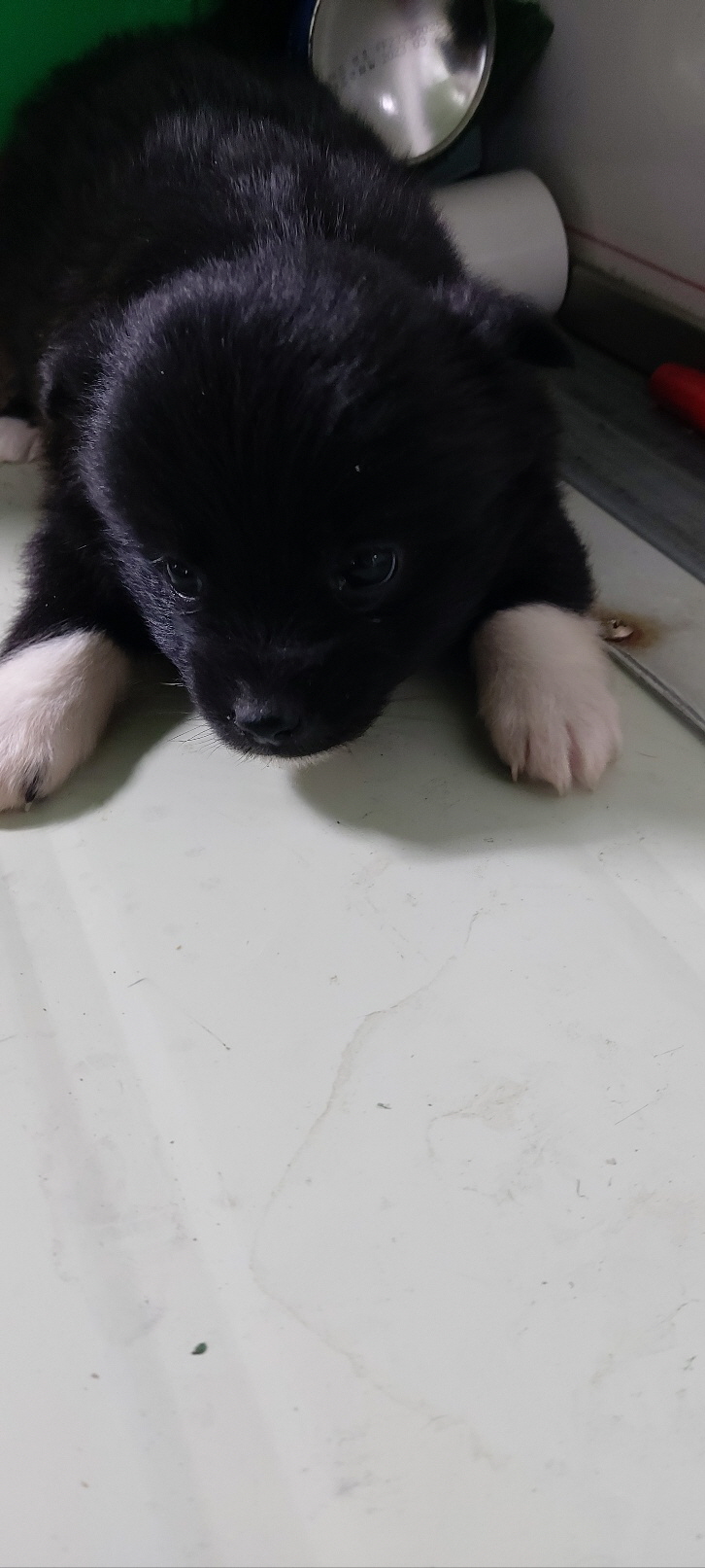 보령시유기동물보호소_444451202401278